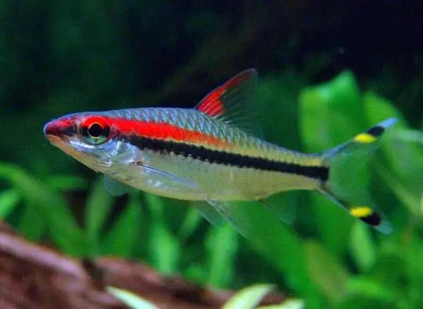 Torpedo barbe (Puntius denisoni)